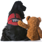 Therapy dog in a red vest with a teddy bear next to it