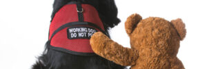 Therapy dog in a red vest with a teddy bear next to it