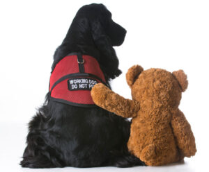 Therapy dog in a red vest with a teddy bear next to it