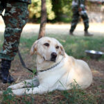 dog sitting by the feet of a soldier