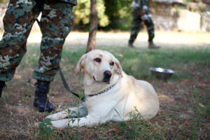 dog sitting by the feet of a soldier