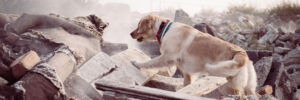 A yellow lab search and rescue dog looking through rubble after a disaster
