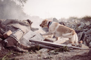A yellow lab search and rescue dog looking through rubble after a disaster