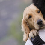 golden retriever resting its head on its owners shoulders.