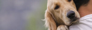 golden retriever resting its head on its owners shoulders.