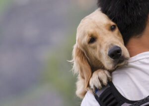 golden retriever resting its head on its owners shoulders.