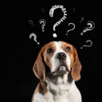 a beagle looking confused. above it are several question marks.