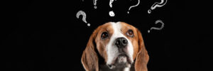 a beagle looking confused. above it are several question marks.