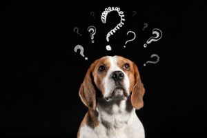 a beagle looking confused. above it are several question marks.