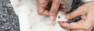 Parting the hair on a dog and there is a tick attached to the dog.