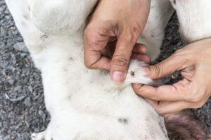 Parting the hair on a dog and there is a tick attached to the dog.