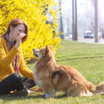 Woman signaling her corgi to sit.