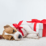 A brown and white puppy with a red bow around its neck laying to a giftbox