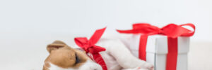 A brown and white puppy with a red bow around its neck laying to a giftbox