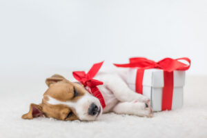 A brown and white puppy with a red bow around its neck laying to a giftbox