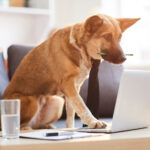 A German Sheppard dog wearing a tie and at a desk using a laptop