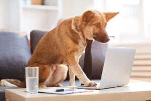 A German Sheppard dog wearing a tie and at a desk using a laptop