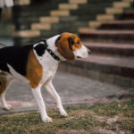 A white dog with brown ears, brown spots, and black spots being walked on a leash.