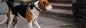 A white dog with brown ears, brown spots, and black spots being walked on a leash.