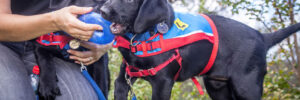 Two black lab puppies in vests playing on green grass