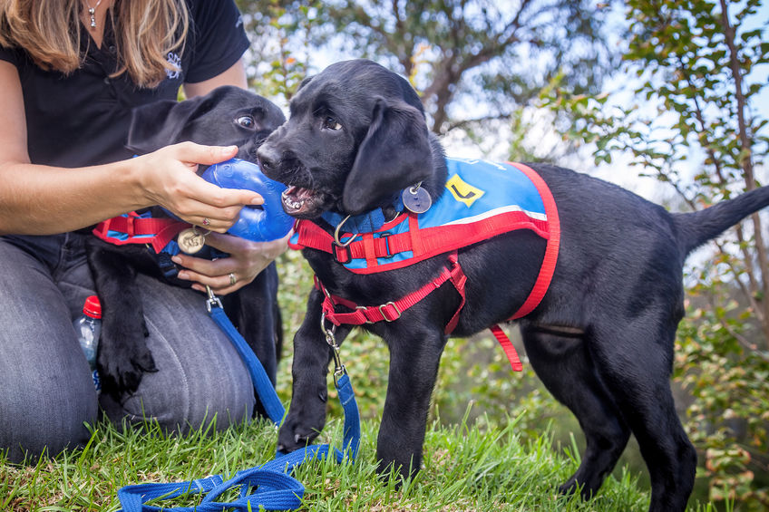 Two black lab puppies in vests playing on green grass