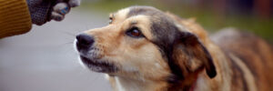 A photo of a person using positive reinforcement training and offering their dog a small treat