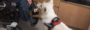 A white service dog assisting their wheelchair-bound owner by picking up a dropped kitchen spoon.