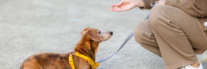 Woman training her dachshund outside with positive reinforcement, stopping to give the dog a treat as a reward