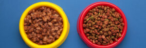 Two dog food bowls on a plain blue background. The yellow bowl on the left has wet dog food, and the red bowl on the right has dry dog kibble.