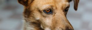 A mixed breed brown dog looking pensively past the camera