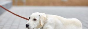 A sheepish-looking yellow labrador on a leash lying down in the street, tired from training.