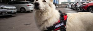 A white dog wearing a service dog vest giving assistance to their handler who is off screen